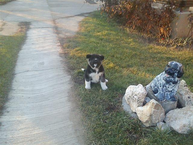 Americka-akita-zenka-Maddi