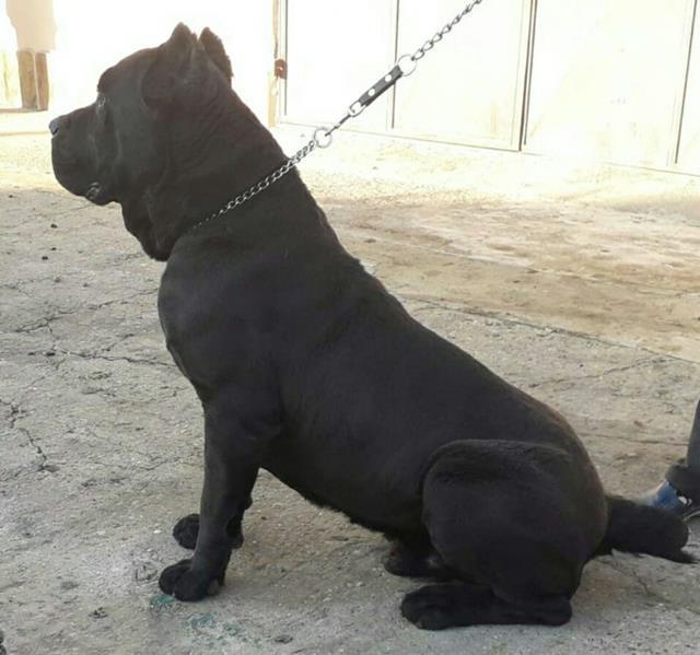Cane-Corso-stenci-