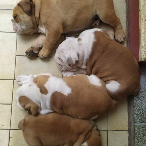 Engleski-buldog--štenci