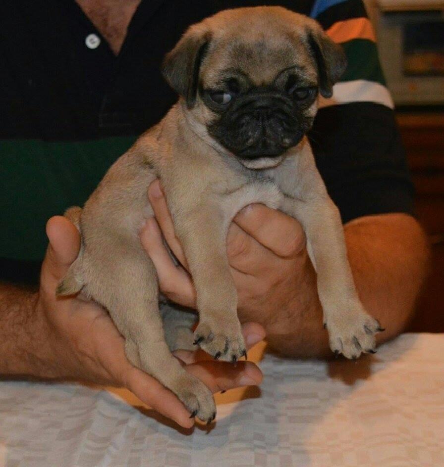 Mops-štenci-odličnog-kvaliteta-