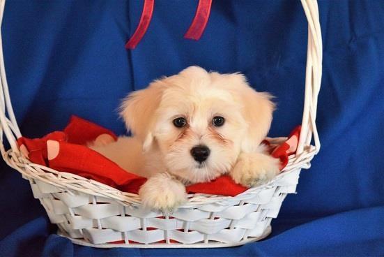 Coton-de-Tulear-Tulearski-pas