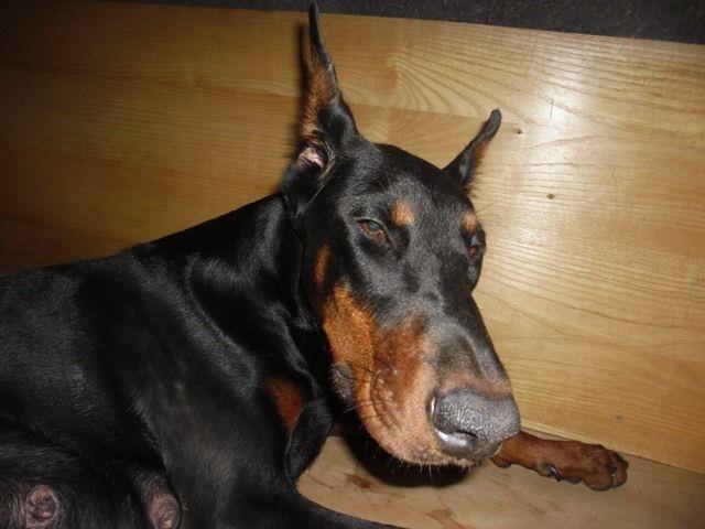 Doberman stenci