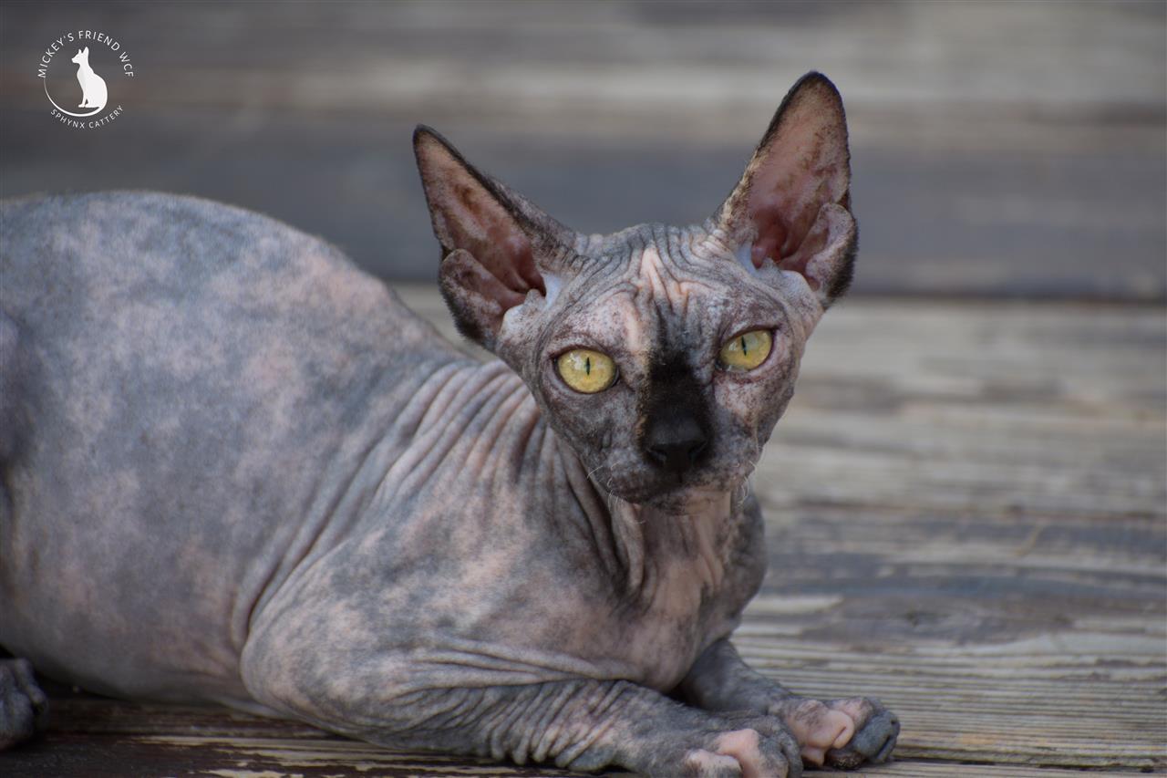 Sphynx-mace-