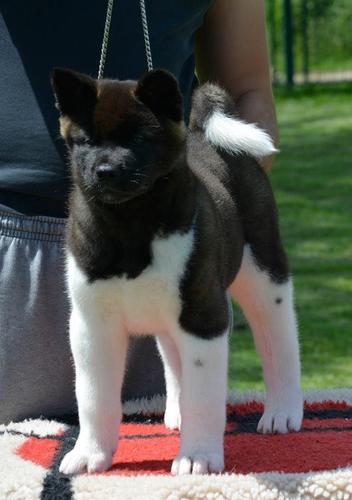 Americka akita 