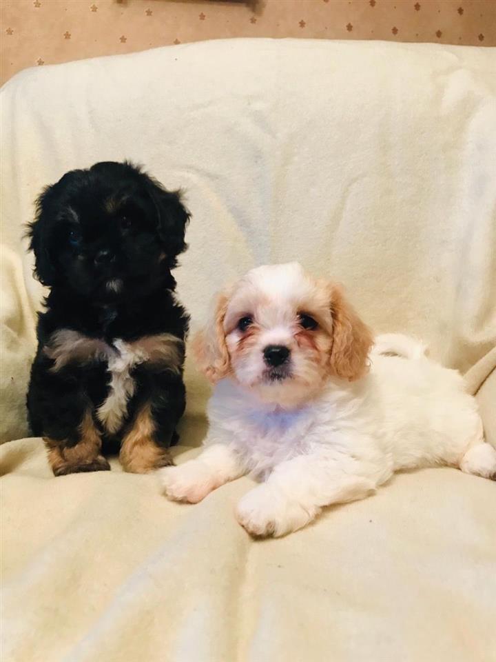 Cavapoochons-na-prodaju