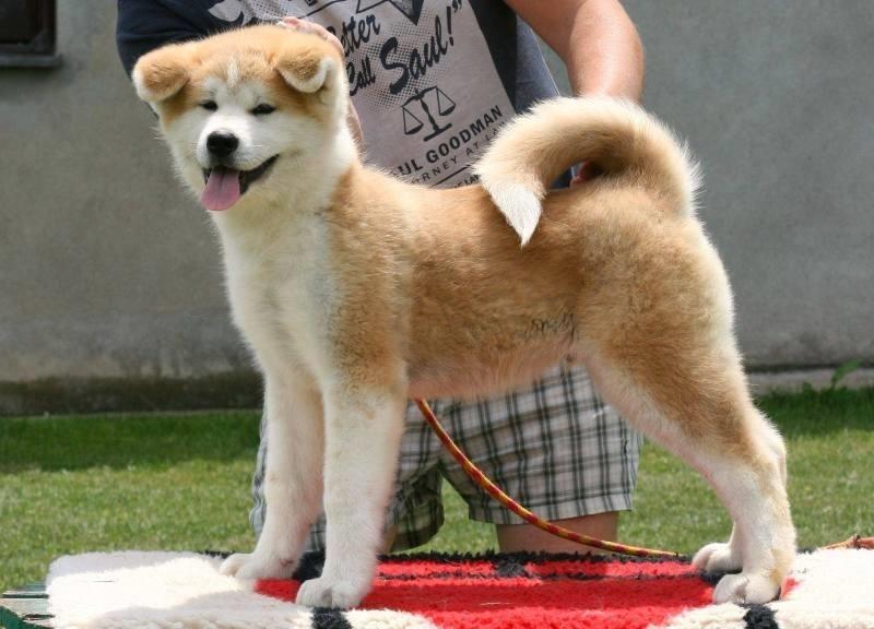 Akita-Inu-stenci-