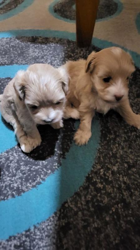 Mini-Maltipoo-štenci