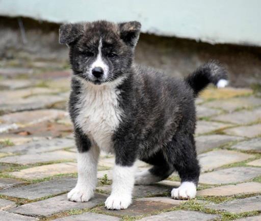 Akita-Inu