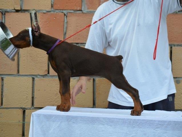 DOBERMAN - vrhunska stenad 