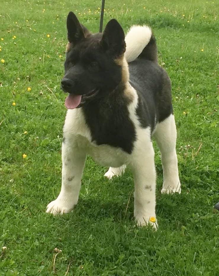 Američka-akita-štenci