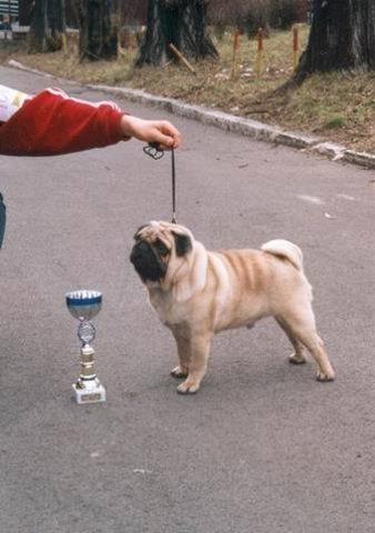 Mops-stenad-