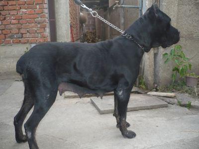 Zenku Cane Corso