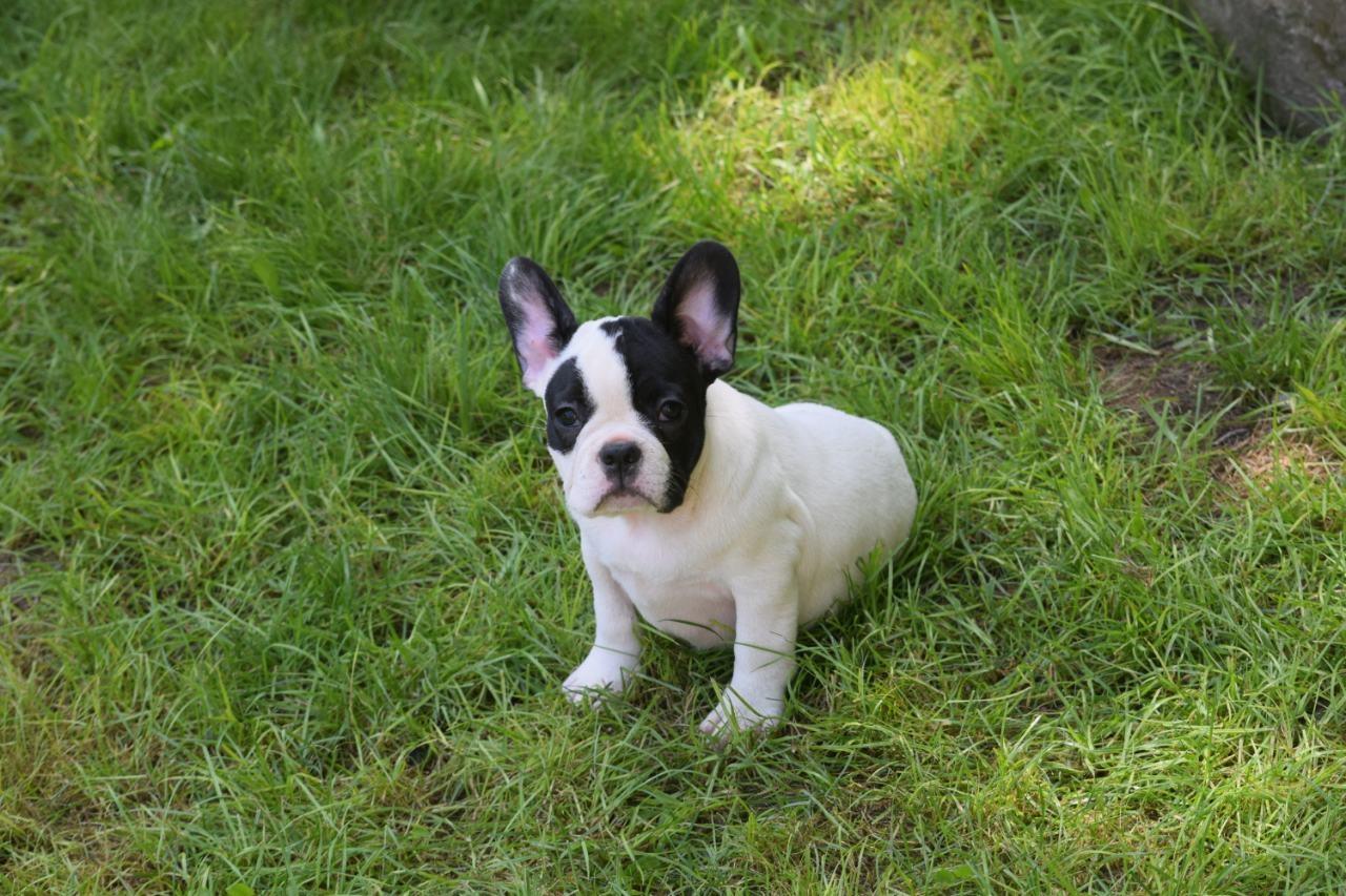 Francuski-buldog-štenci