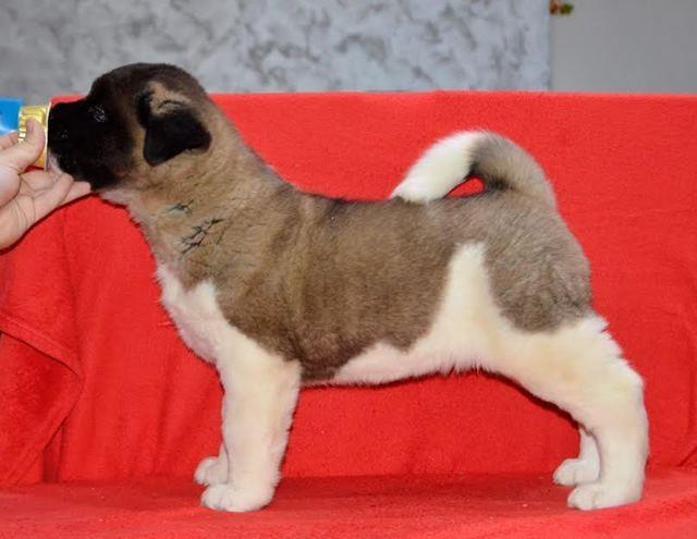 Američka-Akita--štenci-