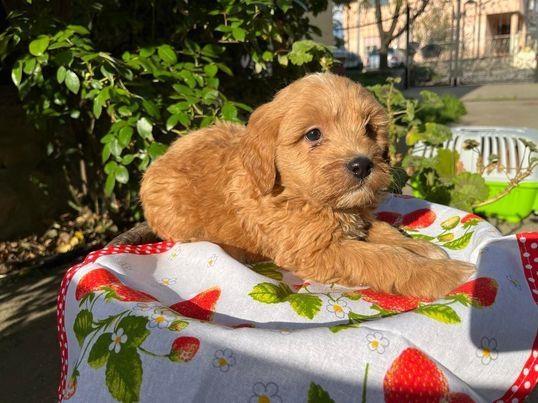 Preslatki-Cavapoo-stenci-