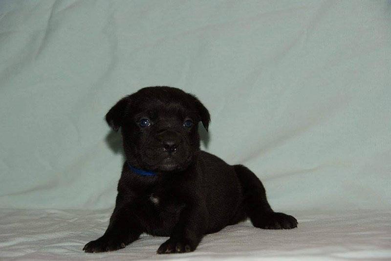 Cane-Corso-štenad
