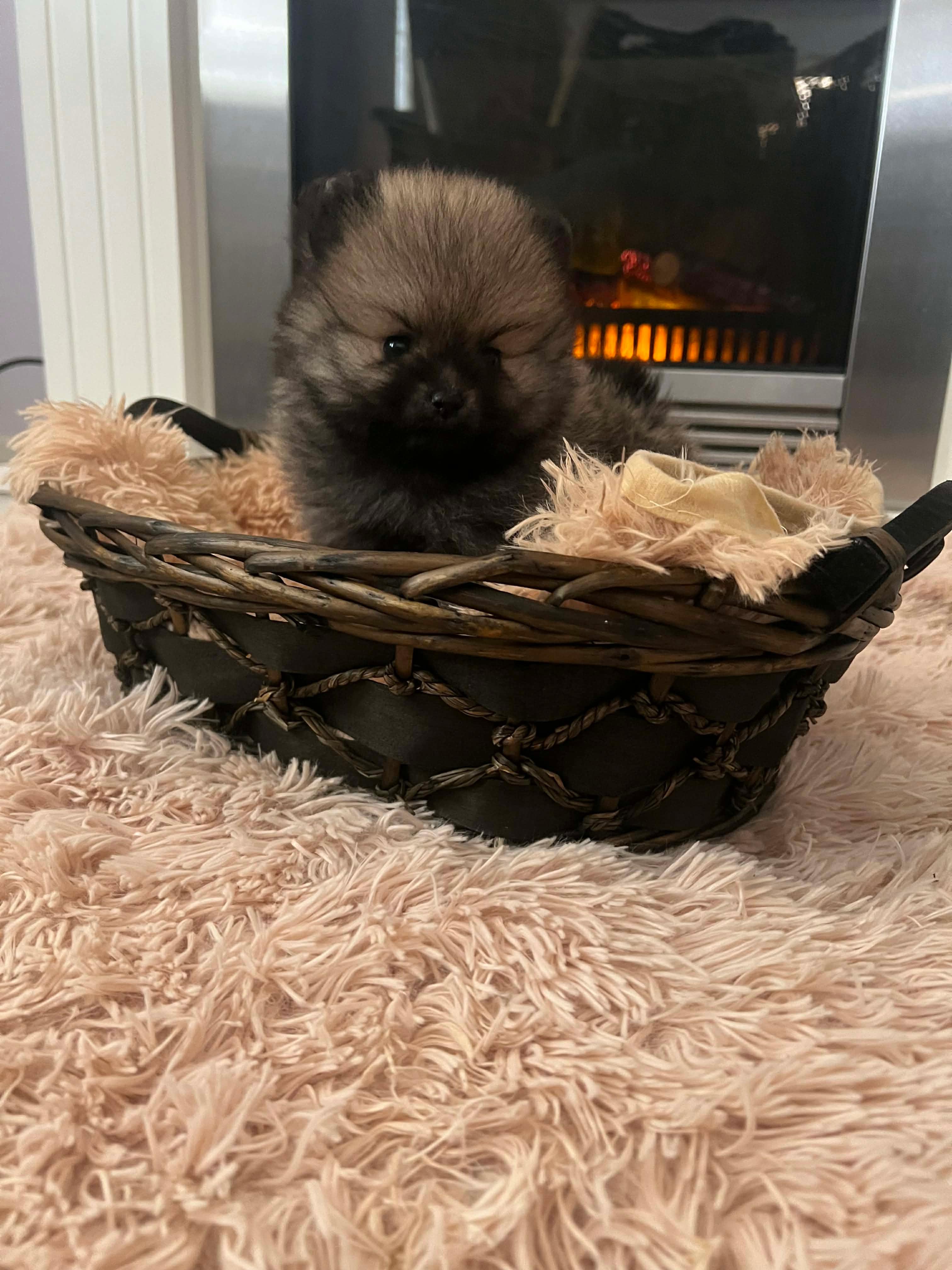 Pomeranac-štenci
