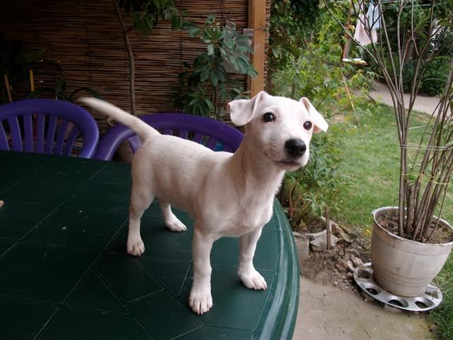Jack-Russel-Terrier