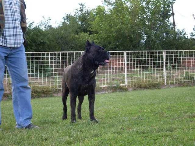 Cane-Corso---stenci-iz-tri-legla