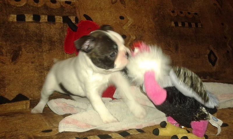 Boston-terrier--stenad