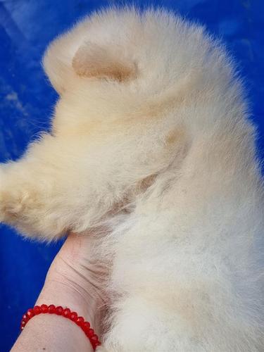 Pomeranski spic