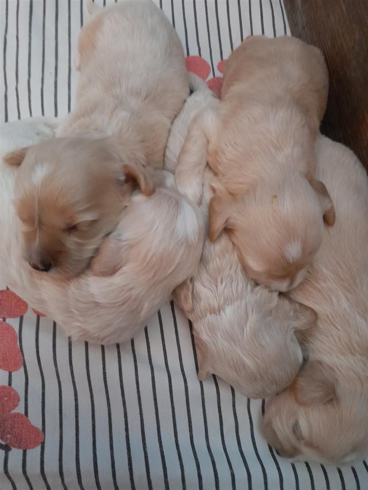 Maltipoo