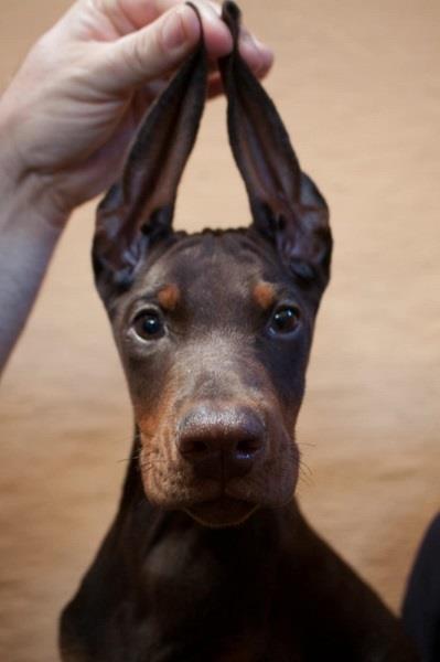 Doberman-štenci-