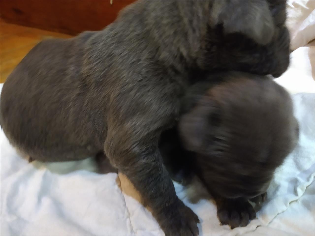 Cane-corsa