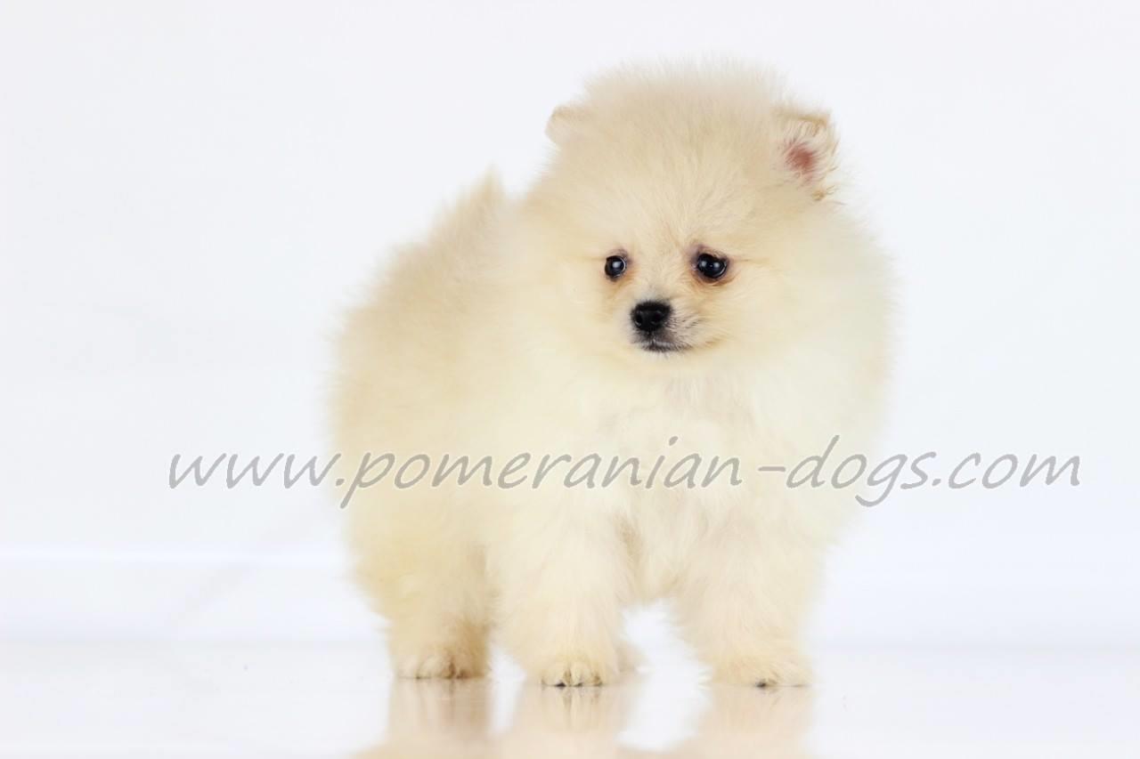 Pomeranski-spic-Boo-stenci