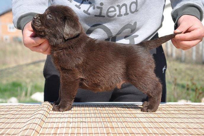 Labrador-Retriver