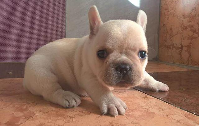 Francuski-buldog---Od-kuce-Don