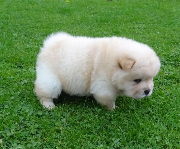 Na-prodaju-štenad-Chow-Chow