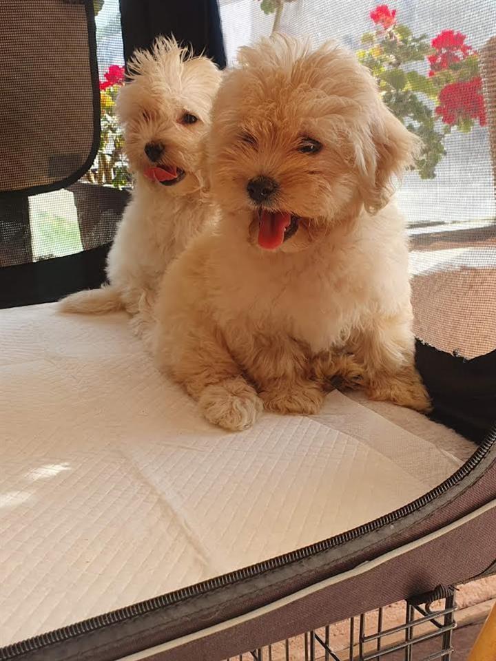 Maltipoo-štenci-