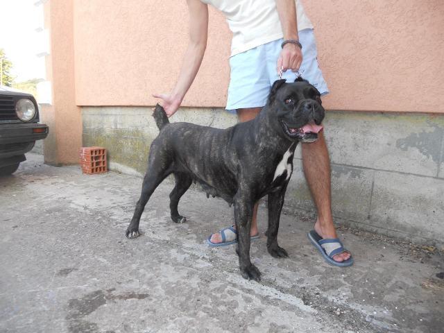Cane-Corso-stenci---extra-kvaliteta
