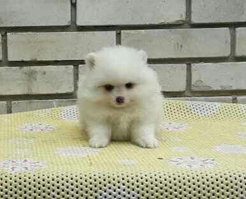 Pomeranski-spic
