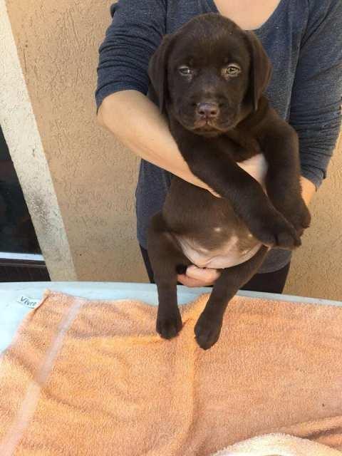 Labrador-retriver--čokoladni-štenci