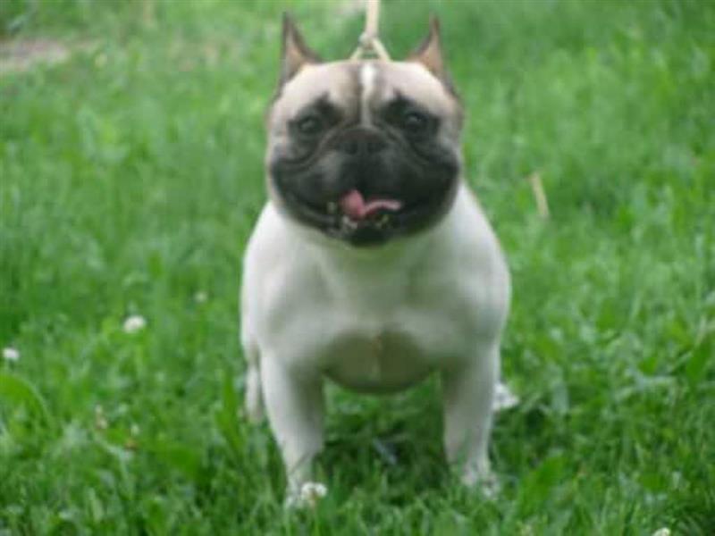 Francuski-Buldog-OD-KUCE-DON