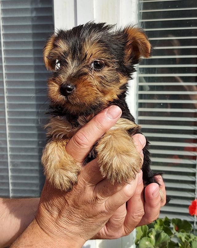 Jorki-terijeri-mini