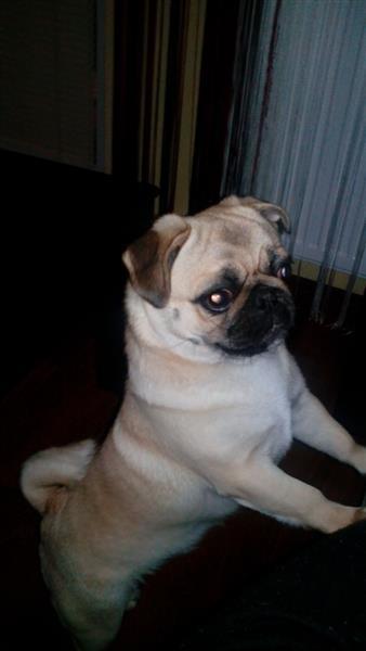 Mops-star--8-meseci-