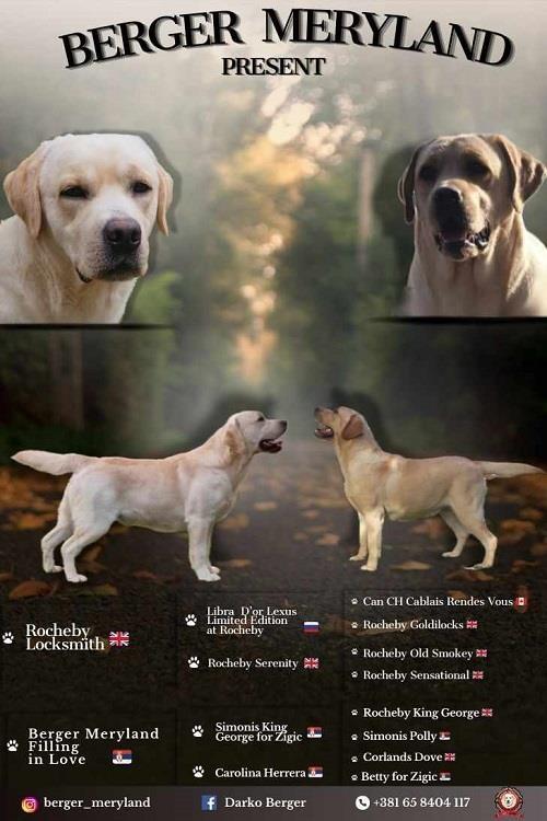 Labrador-retriver