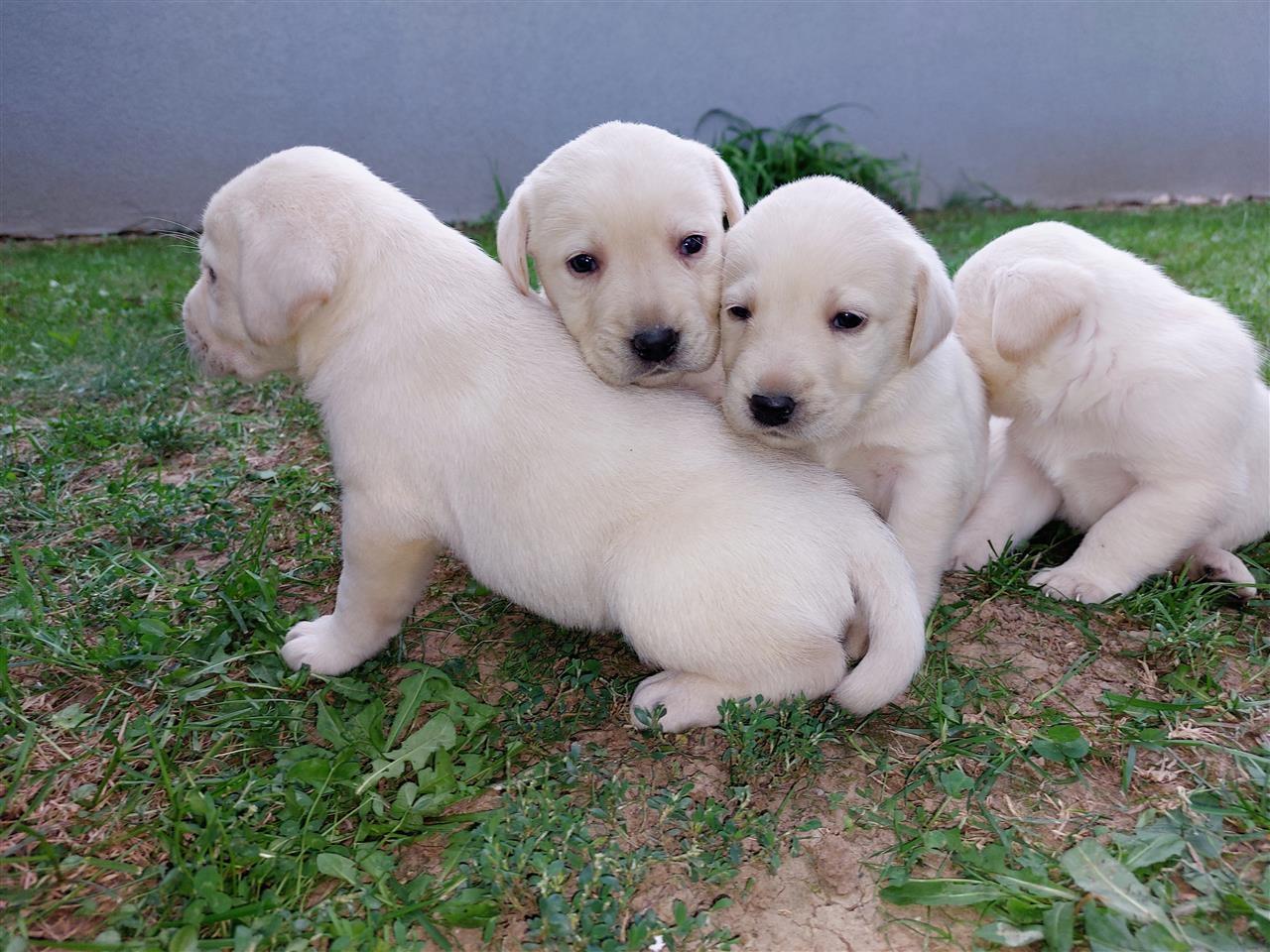 Labradori