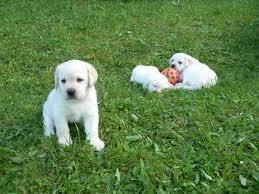 labrador stenci
