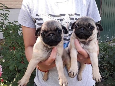 Mops-štenci