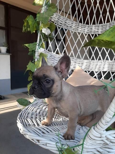 Francuski-buldog-štenci