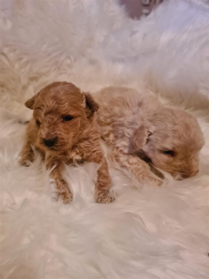 Maltipoo-štenci