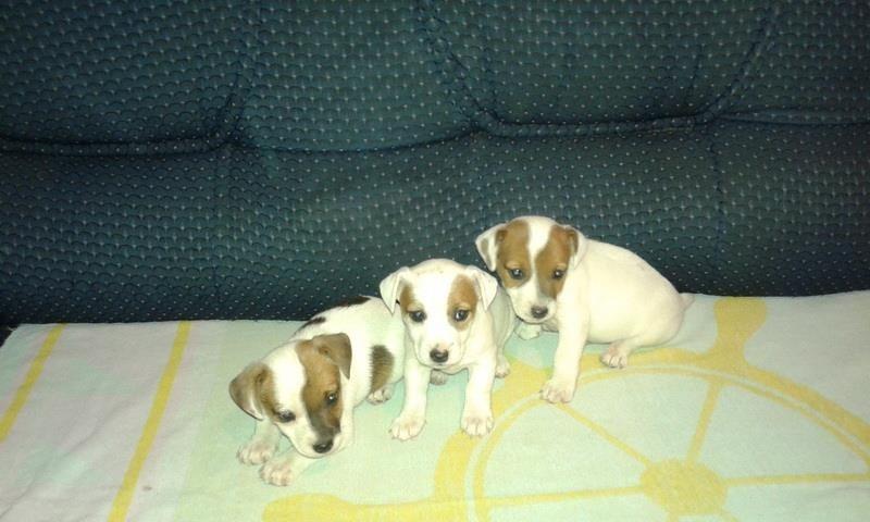 Jack-russel-terijeri