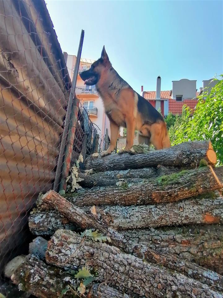 Parenje