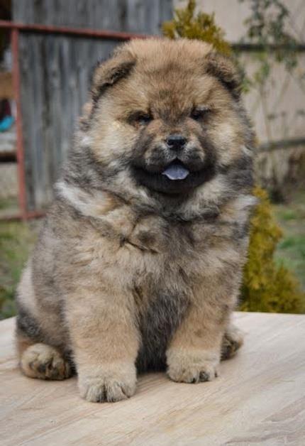 Chow-chow-stenci