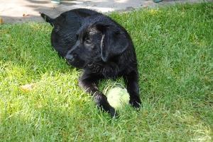 Labrador-i-poenter-stenci-