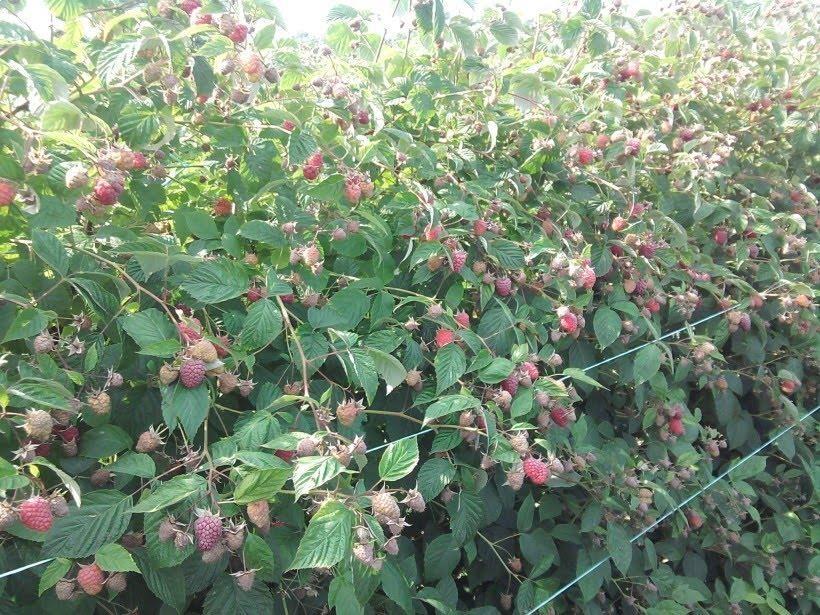 Berba-malina---Arilje